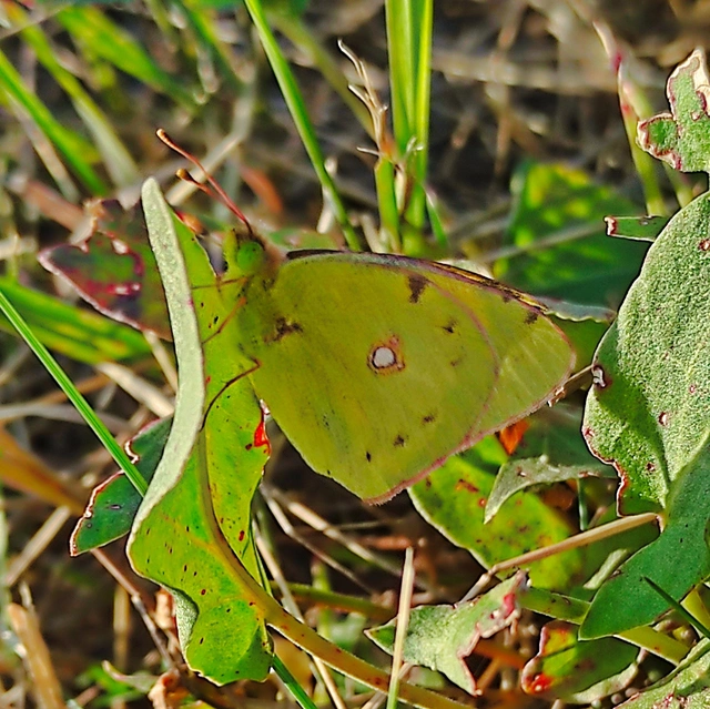 Colias croceus - sáfránylepke