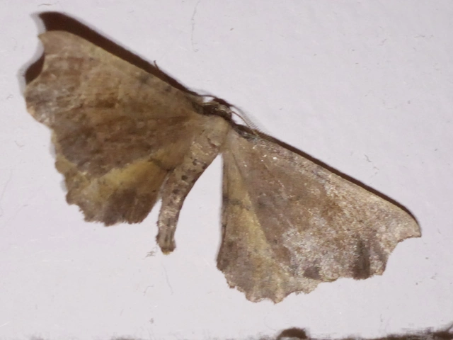 Artiora evonymaria - kecskerágó-araszoló