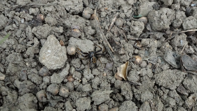 Xysticus