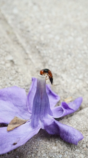 Paederus littoralis - réti partiholyva