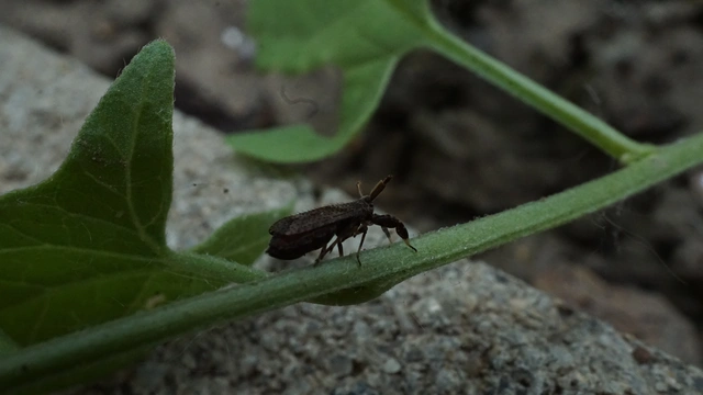 Asiraca clavicornis