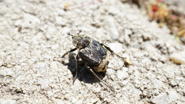 Valgus hemipterus - suta virágbogár