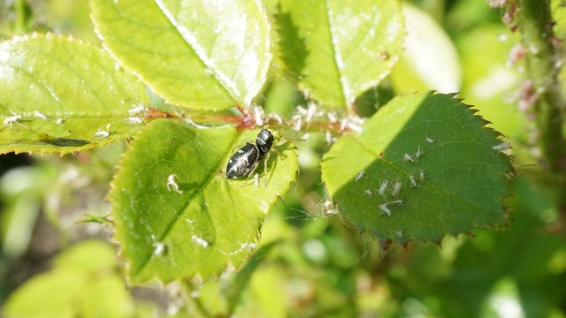 Heliophanus