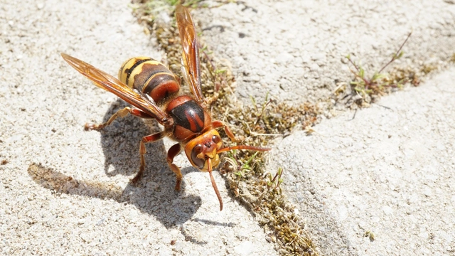 Vespa crabro - lódarázs