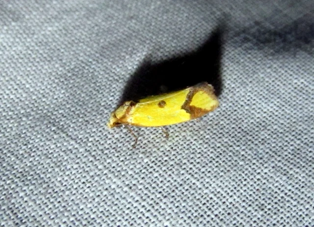 Agapeta zoegana - barnacsíkos sárgamoly