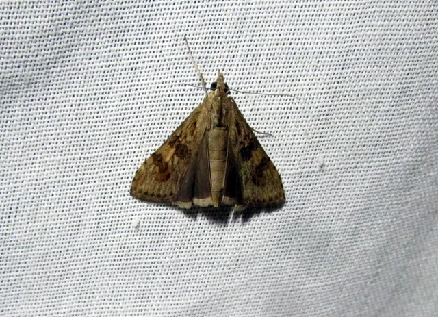 Nomophila noctuella - közönséges vándormoly