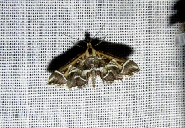 Diasemia reticularis - betűmintás tűzmoly