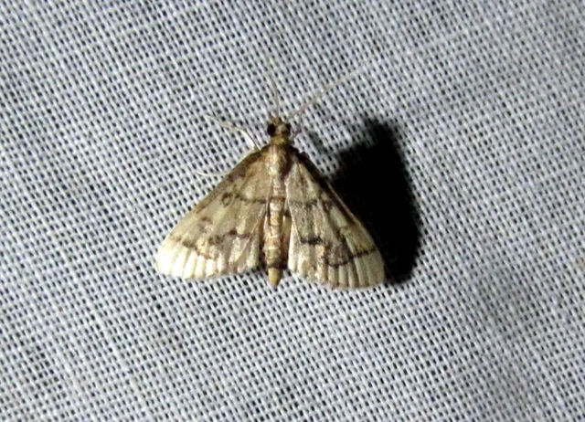 Metasia ophialis - kígyósávos tűzmoly