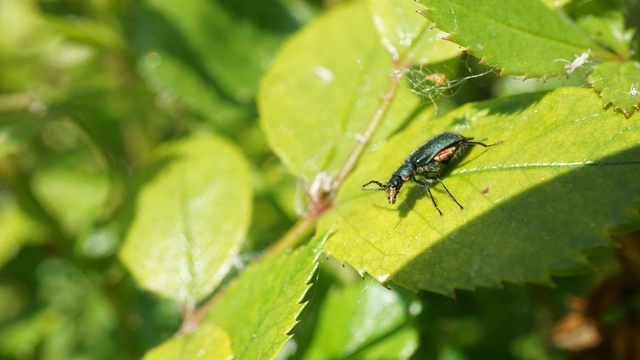 Malachius bipustulatus - kétfoltos bibircsesbogár