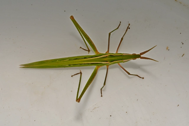 Acrida ungarica - sisakos sáska Acrida ungarica - sisakos sáska
