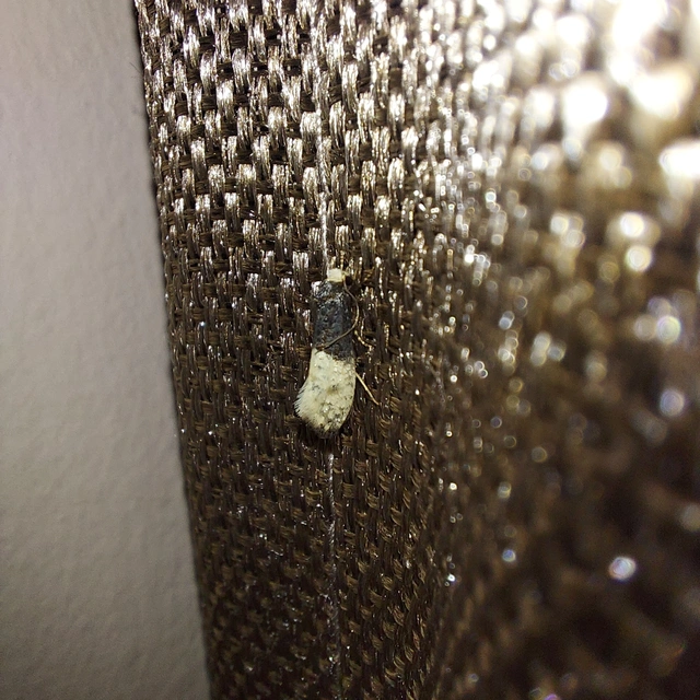 Trichophaga tapetzella - takácsmoly
