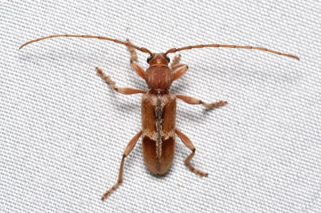 Trichoferus pallidus - sápadt éjicincér