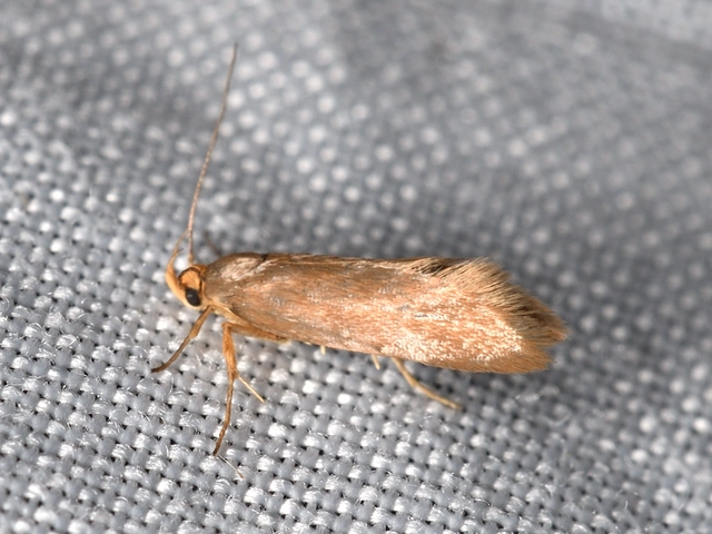 aranybarna díszmoly - Crassa unitella