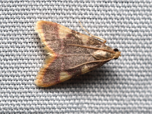 szénailonca - Hypsopygia costalis