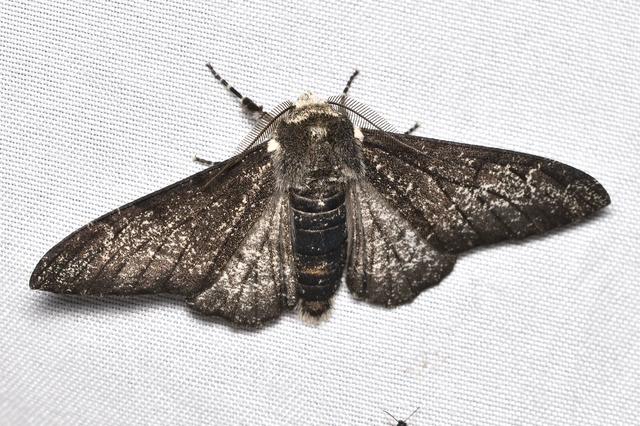 szürkepettyes araszoló - Biston betularia