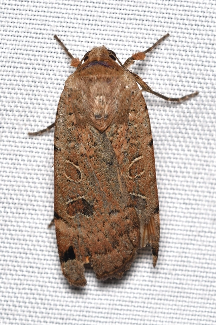 foltos sárgafűbagoly - Noctua orbona