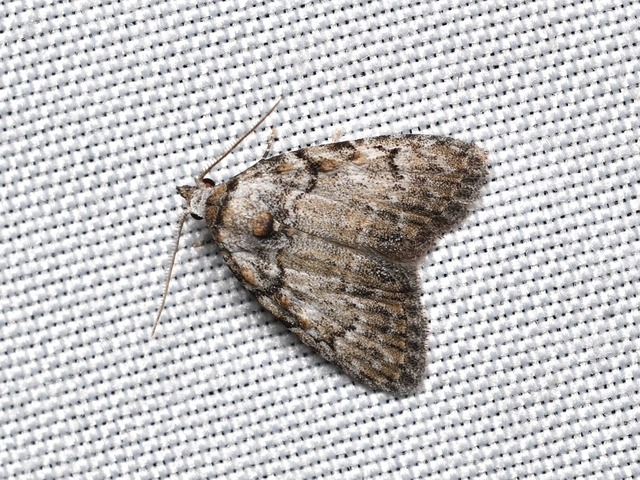 hamvas pamacsosszövő - Meganola strigula