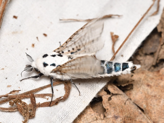 almafarontólepke - Zeuzera pyrina