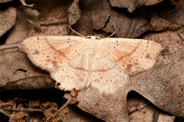 Cyclophora punctaria - sávos pettyesaraszoló