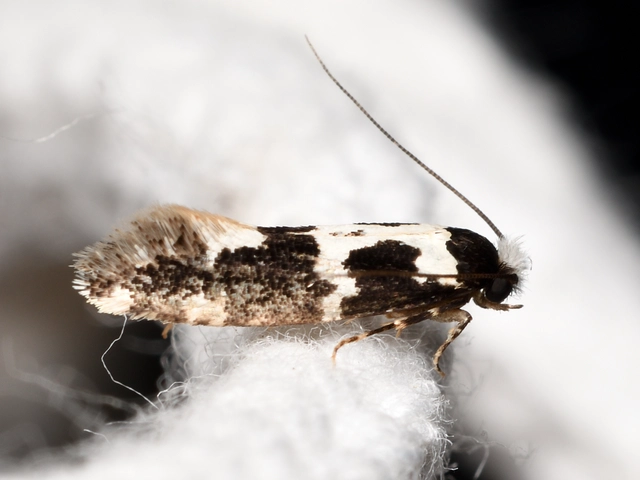 magyarmoly - Neurothaumasia ankerella