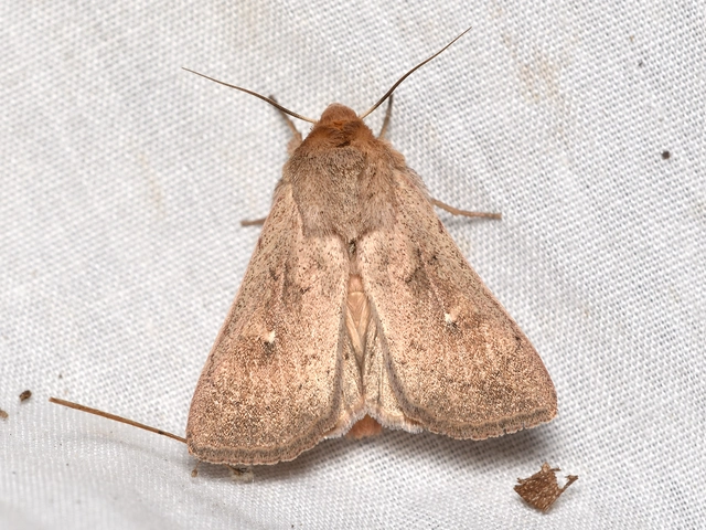 rozsdaszínű rétibagoly - Mythimna ferrago