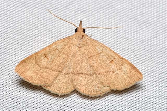 sárgás karcsúbagoly - Paracolax tristalis