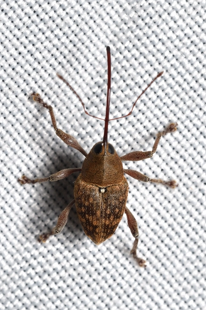 Curculio glandium - tölgymakkzsuzsóka
