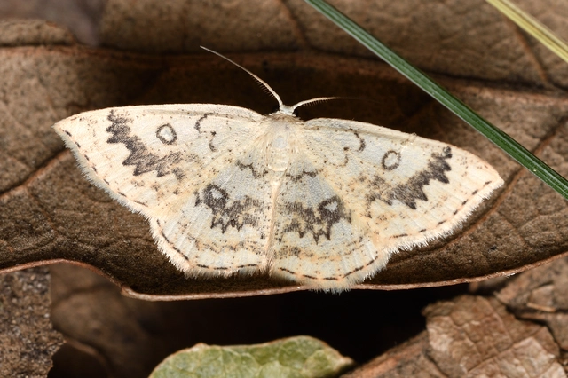 gyűrűs pettyesaraszoló - Cyclophora annularia