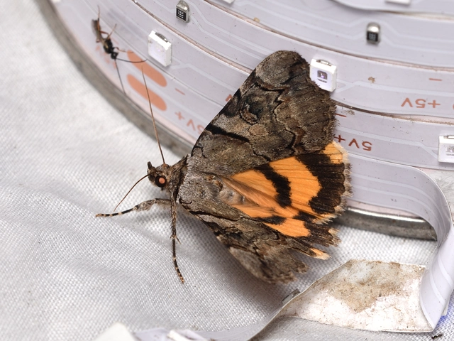 kökény-övesbagoly - Catocala hymenaea