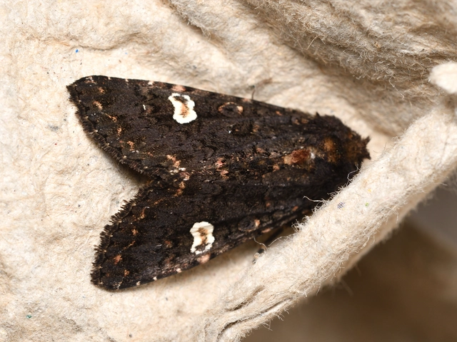 fehérfoltos kertibagoly - Melanchra persicariae