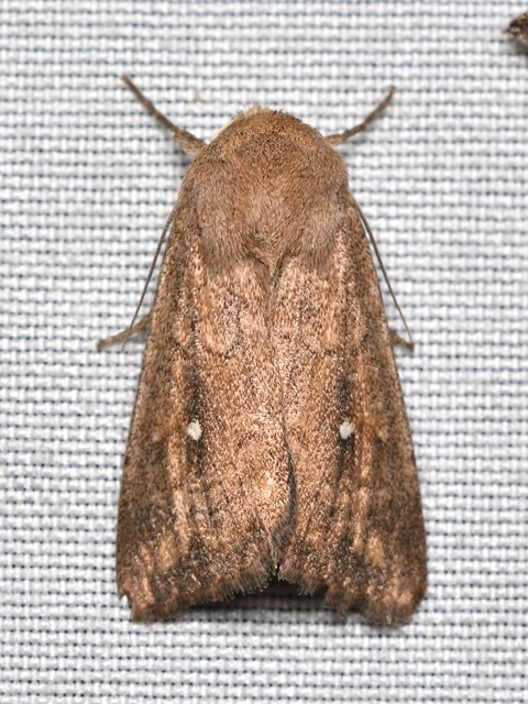 fehérpettyes rétibagoly - Mythimna albipuncta