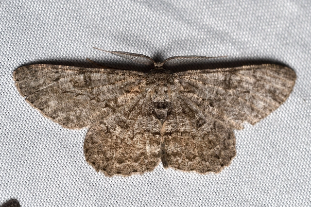 pettyes faaraszoló - Hypomecis punctinalis