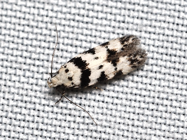 moharágó sarlósmoly - Pseudotelphusa scalella