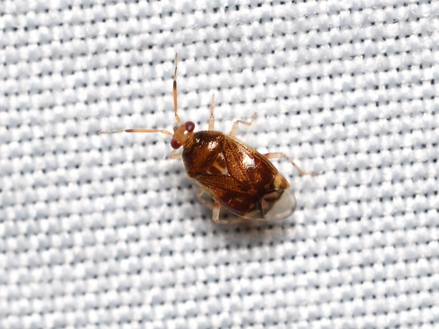 Deraeocoris