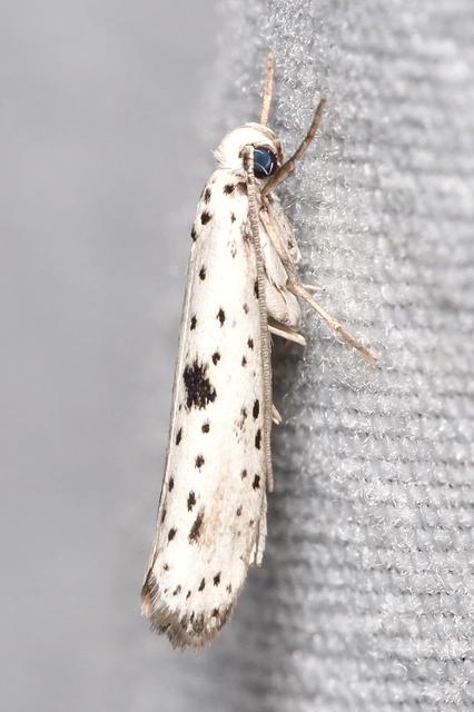 pókhálós bengemoly - Yponomeuta plumbella