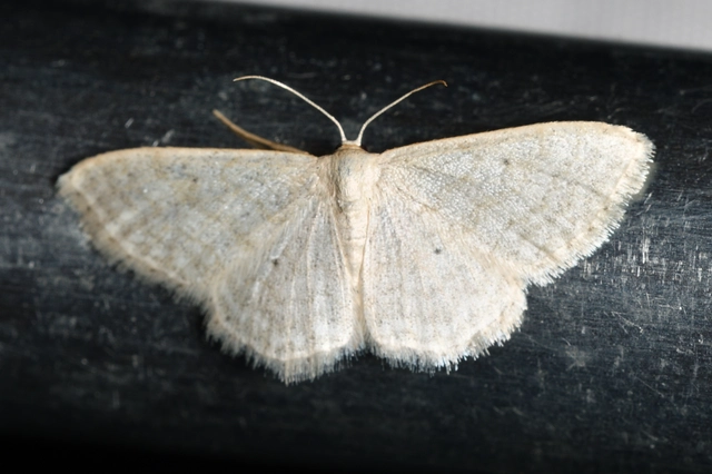 ötvonalas apróaraszoló - Idaea subsericeata
