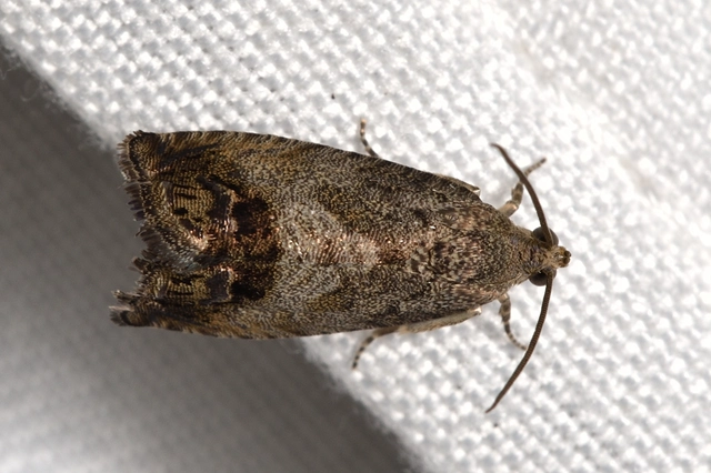 almamoly - Cydia pomonella