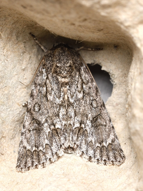 vadgesztenye-szigonyosbagoly - Acronicta aceris