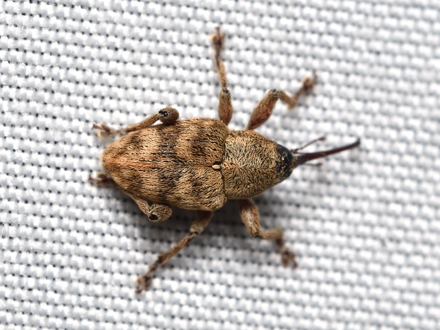 Curculio