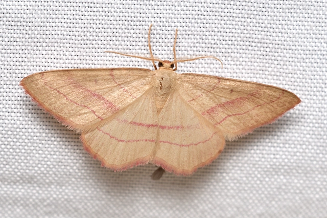 pirosszélű araszoló - Rhodostrophia vibicaria