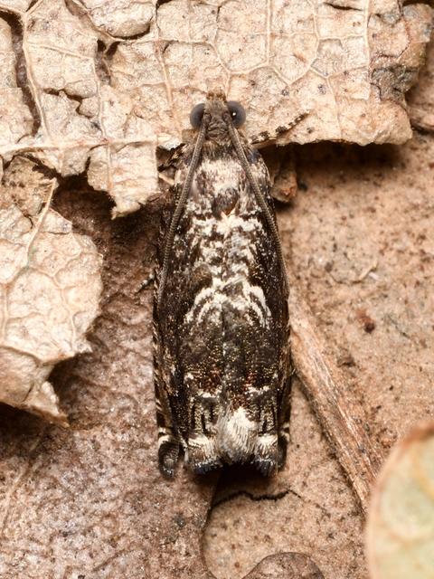 bükkmakkmoly - Cydia fagiglandana