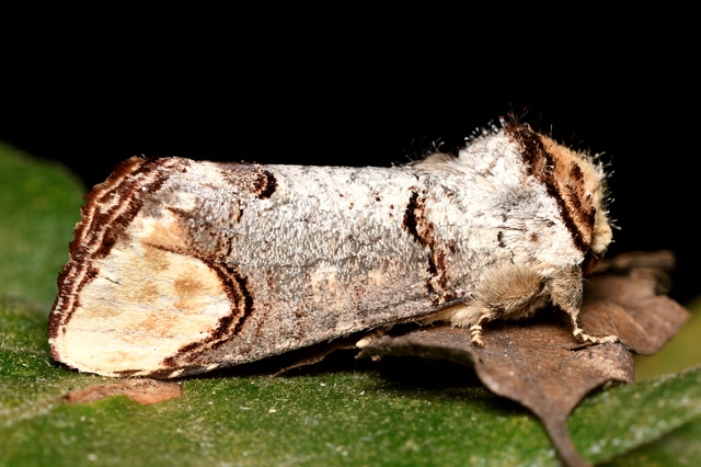 sárgafoltos púposszövő - Phalera bucephala