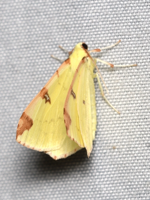 citromsárga araszoló - Opisthograptis luteolata