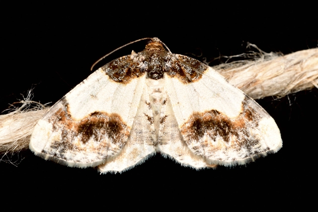 barna levélaraszoló - Ligdia adustata