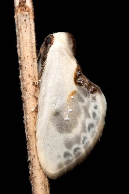 törpe sarlósszövő - Cilix glaucata