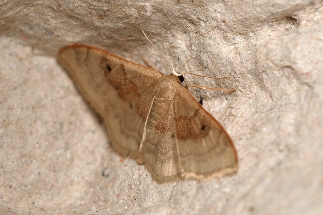 barnasávos araszoló - Idaea degeneraria