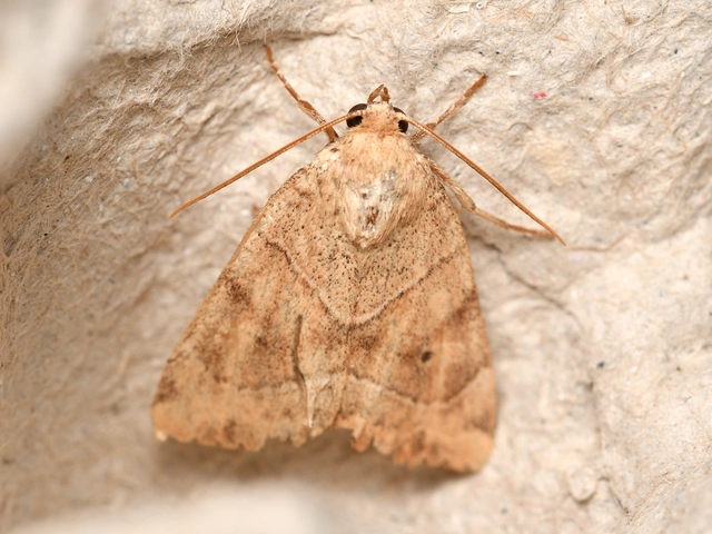 közönséges lombbagoly - Cosmia trapezina