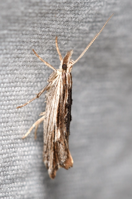 körtelevél-tarkamoly - Ypsolopha scabrella