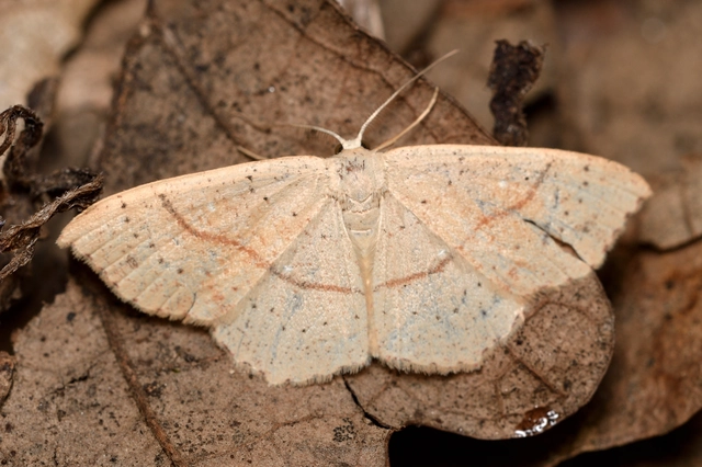sávos pettyesaraszoló - Cyclophora punctaria