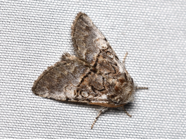 mogyoróbagoly - Colocasia coryli